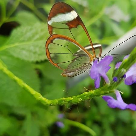 Villa The Butterflies Wood House Reshafim Exterior foto